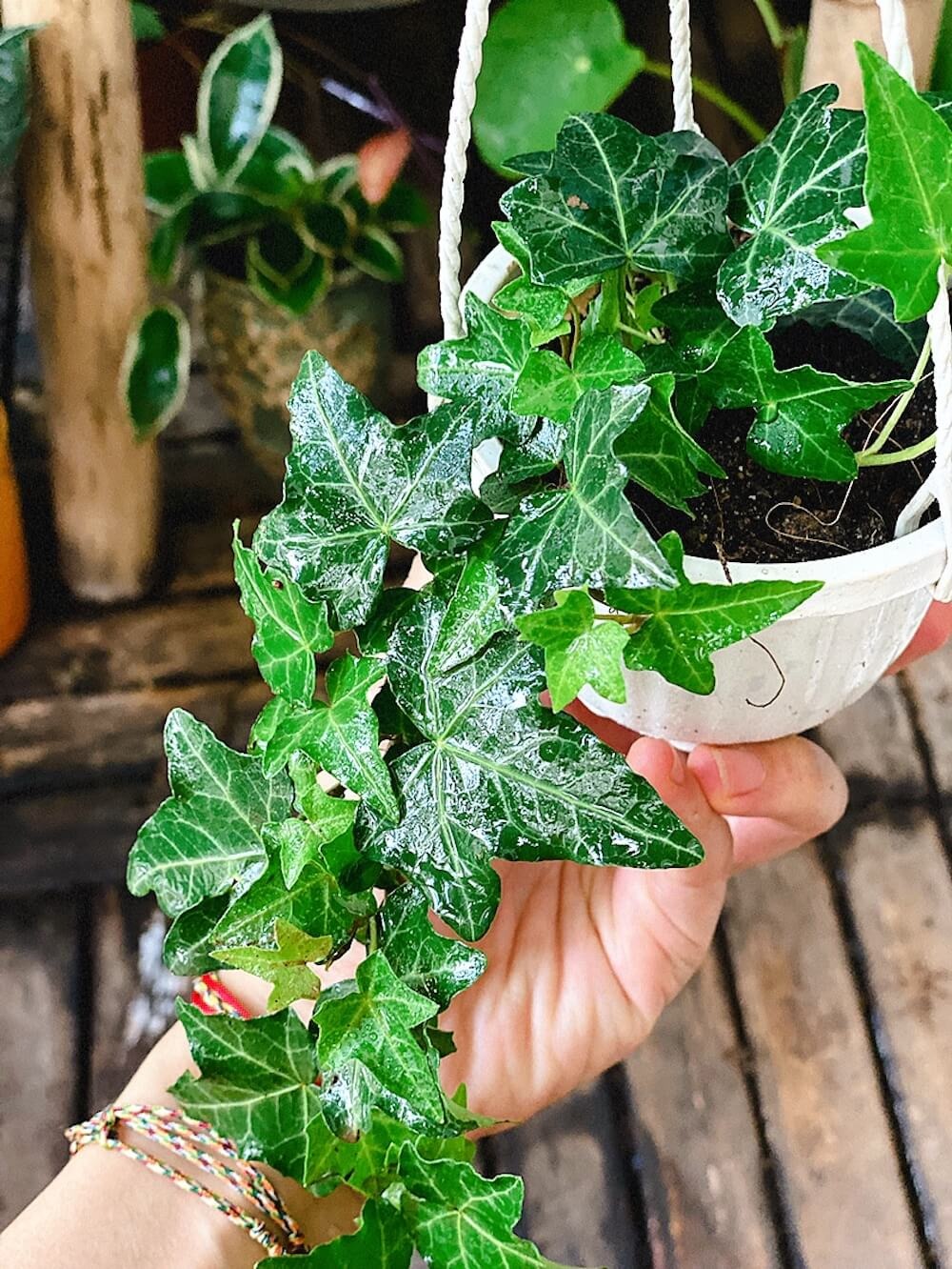 6 cây NASA khuyên trồng trong phòng khách- Ảnh 2. 6 cây NASA khuyên trồng trong phòng khách- Ảnh 2.