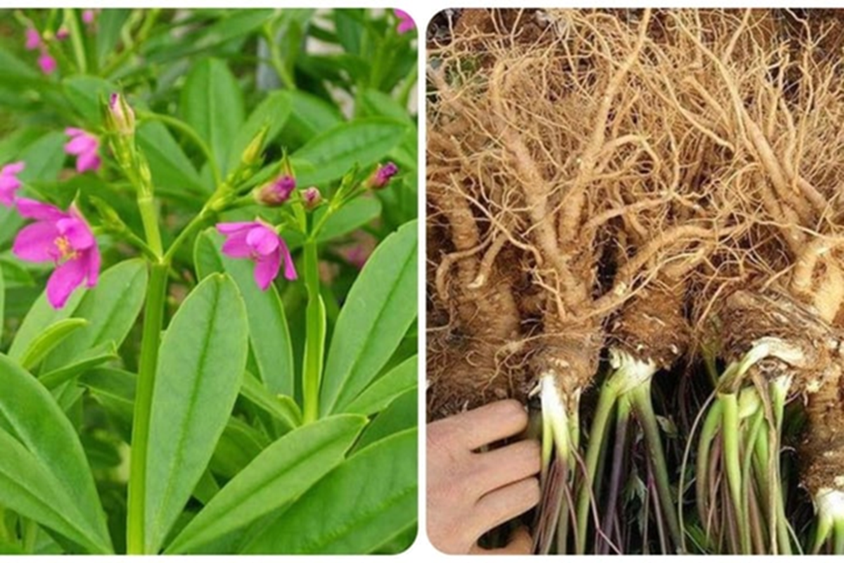 Đừng chỉ ăn củ, lá loài cây này quý như "nhân sâm người nghèo", mọc um tùm như cỏ dại- Ảnh 2.