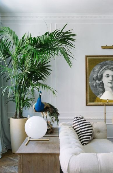 6 cây NASA khuyên trồng trong phòng khách- Ảnh 4. 6 cây NASA khuyên trồng trong phòng khách- Ảnh 4.