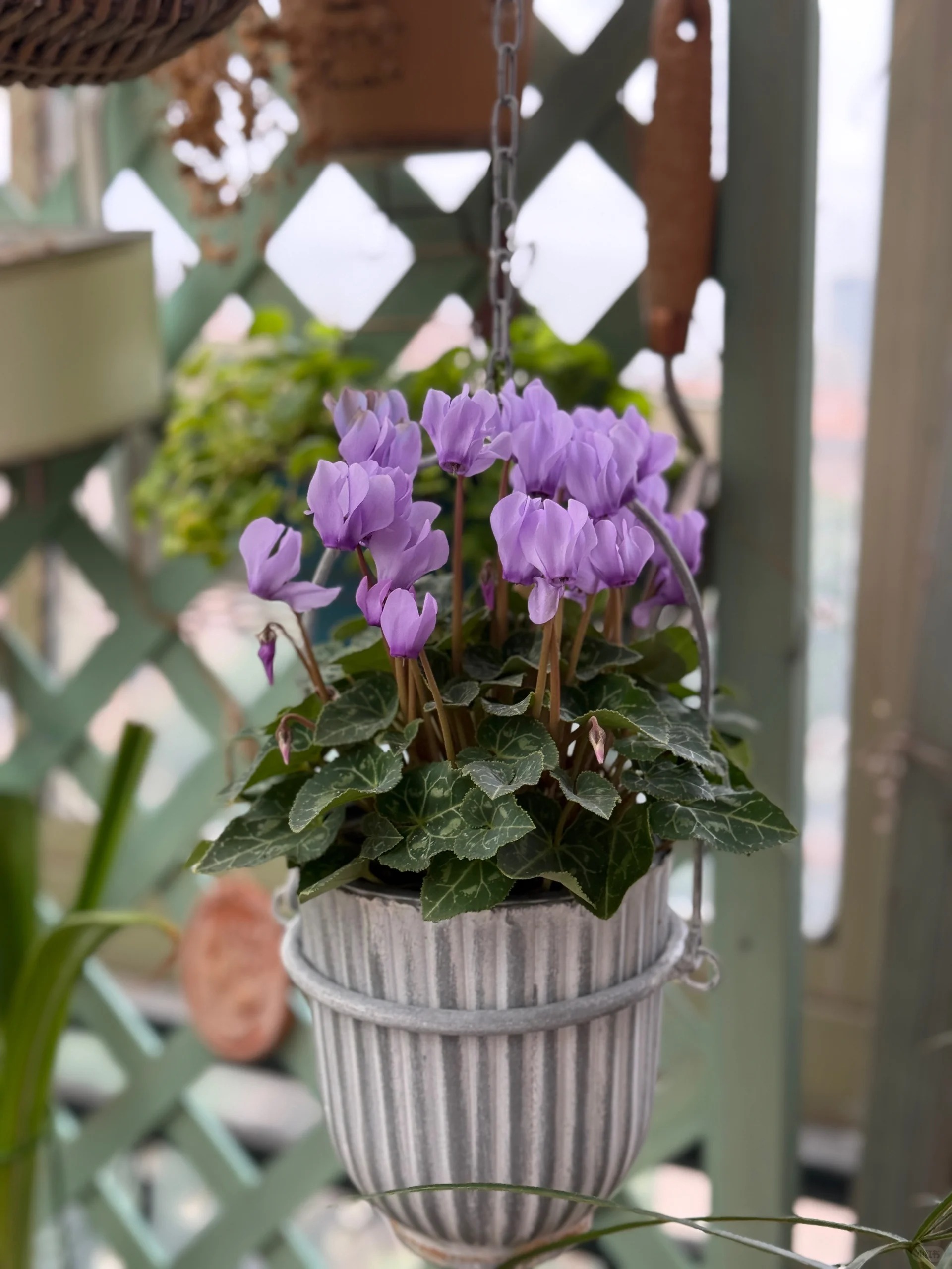 Hoa anh thảo đang hot, vừa dễ trồng lại giúp nhà thêm phúc khí, hoa nở từ Noel đến sau Tết, chị em tha hồ mà chơi- Ảnh 7.