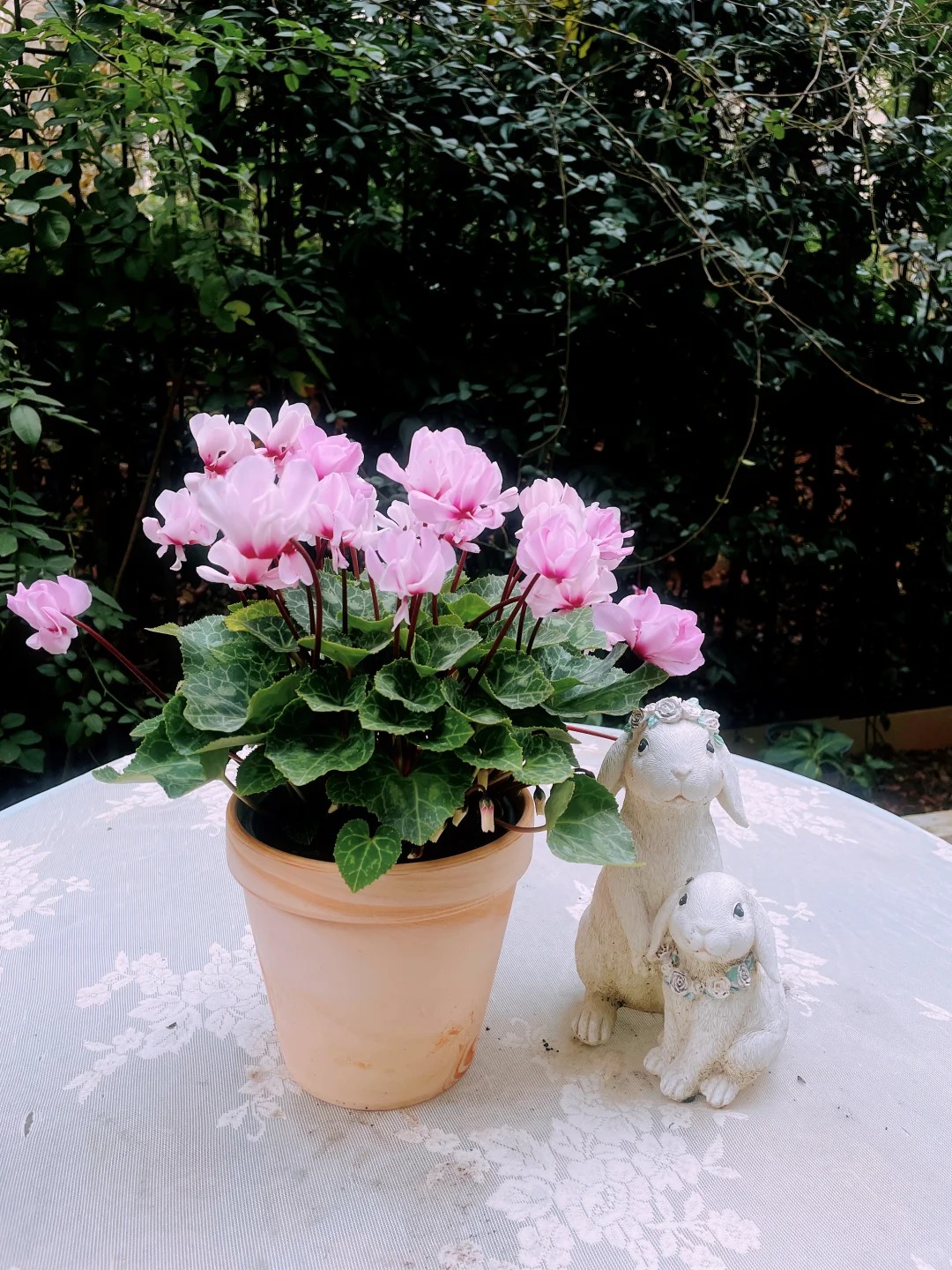 Hoa anh thảo đang hot, vừa dễ trồng lại giúp nhà thêm phúc khí, hoa nở từ Noel đến sau Tết, chị em tha hồ mà chơi- Ảnh 8.