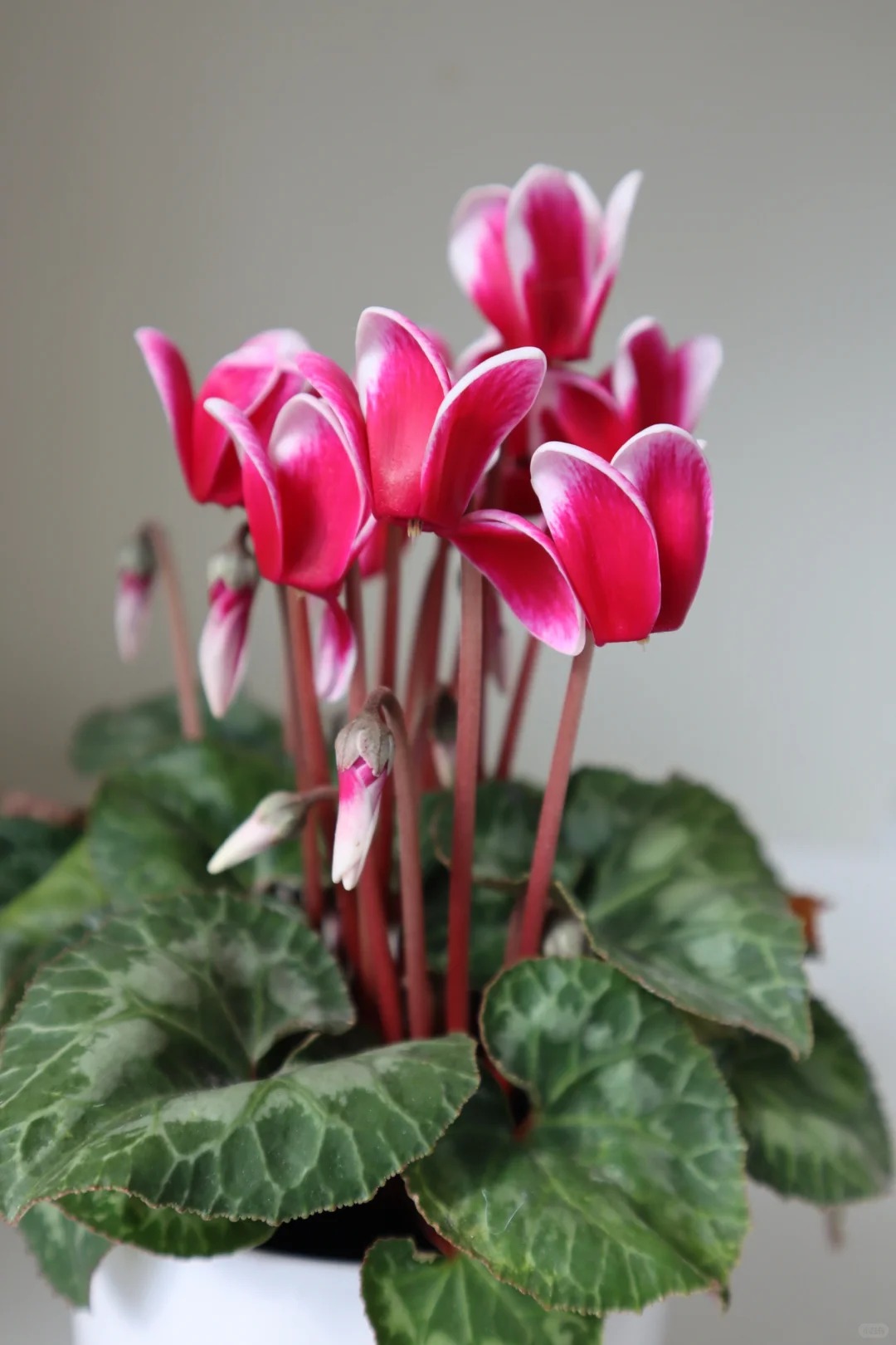 Hoa anh thảo đang hot, vừa dễ trồng lại giúp nhà thêm phúc khí, hoa nở từ Noel đến sau Tết, chị em tha hồ mà chơi- Ảnh 11.