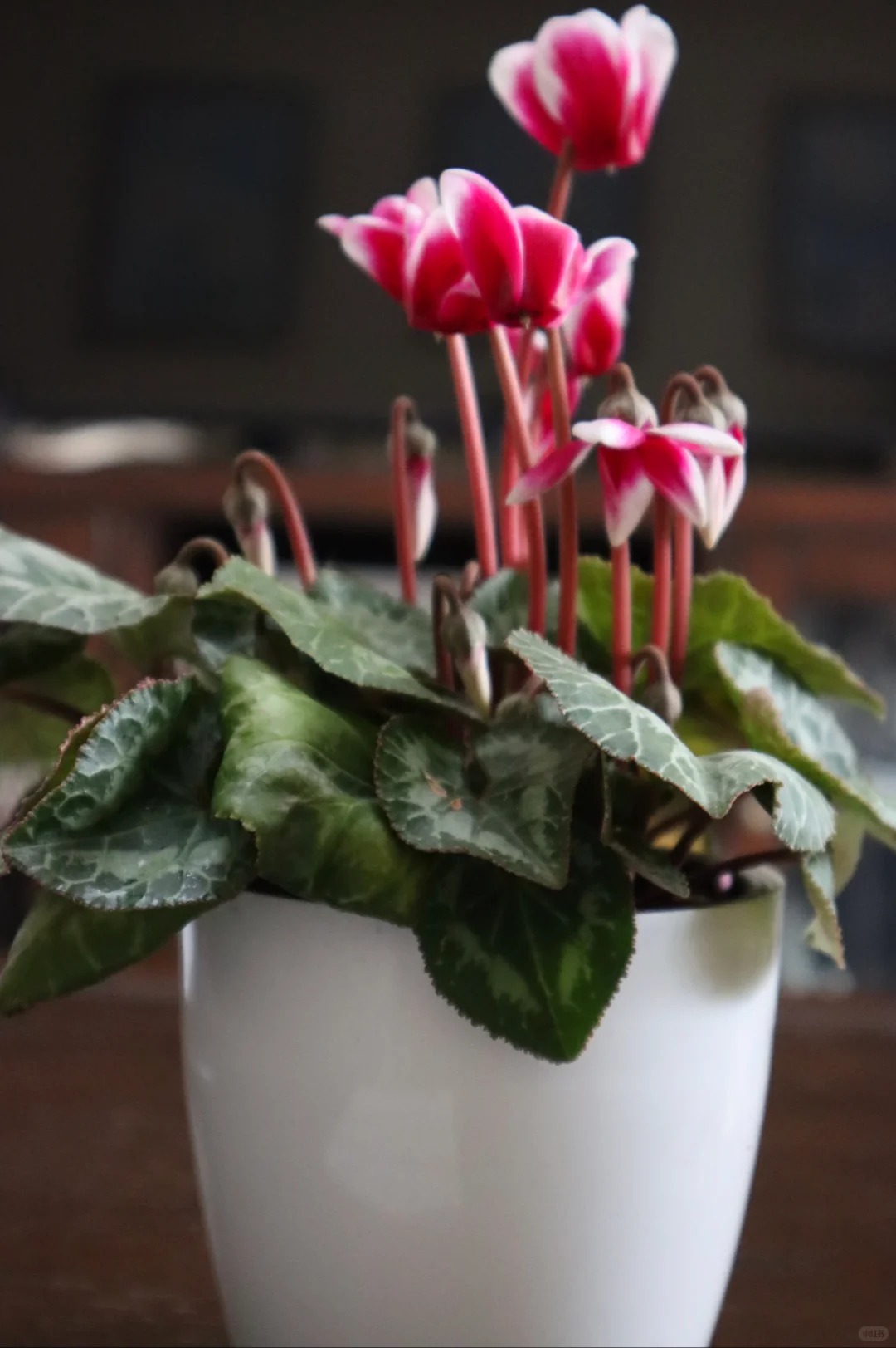 Hoa anh thảo đang hot, vừa dễ trồng lại giúp nhà thêm phúc khí, hoa nở từ Noel đến sau Tết, chị em tha hồ mà chơi- Ảnh 10.