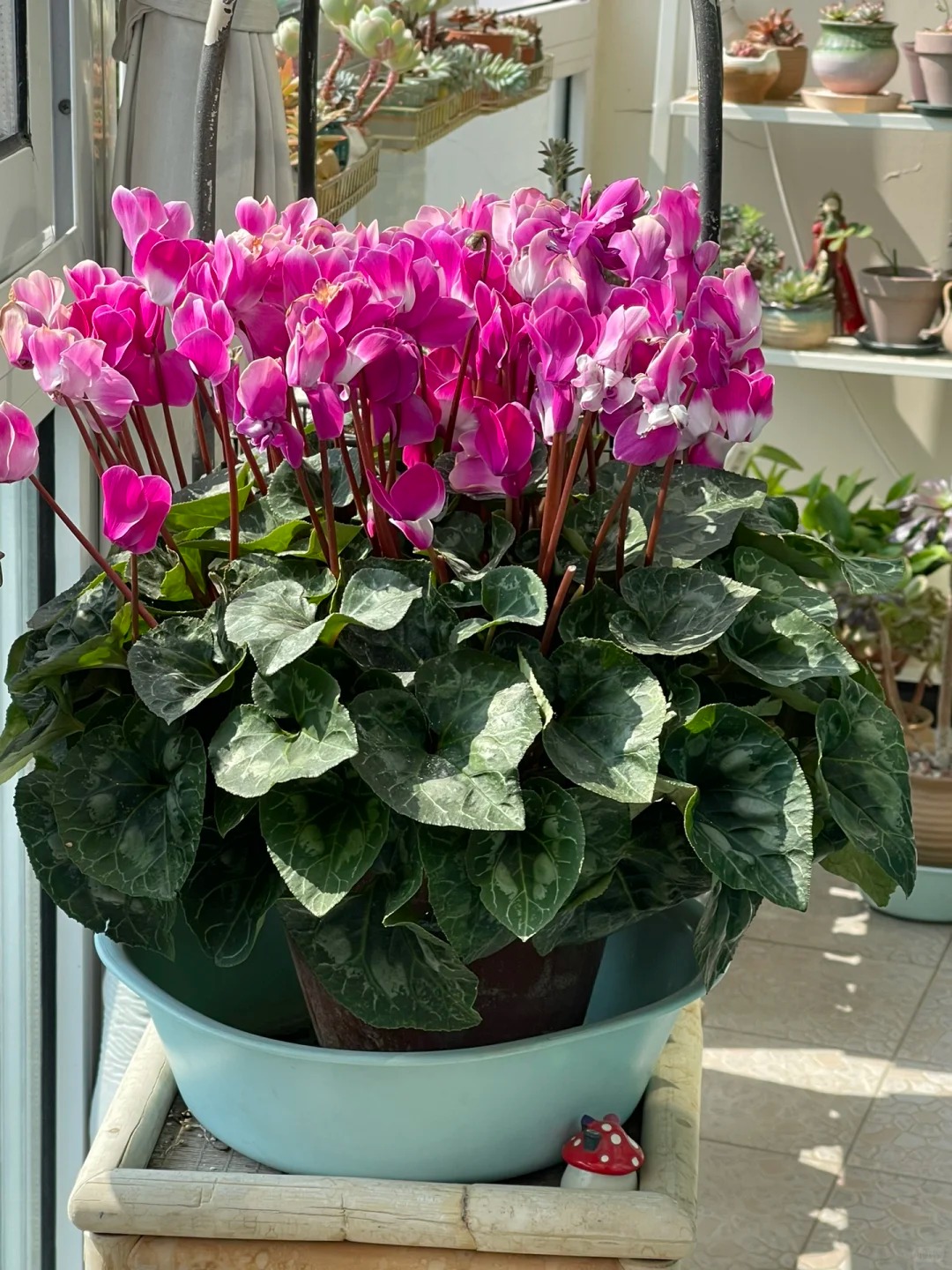 Hoa anh thảo đang hot, vừa dễ trồng lại giúp nhà thêm phúc khí, hoa nở từ Noel đến sau Tết, chị em tha hồ mà chơi- Ảnh 13.