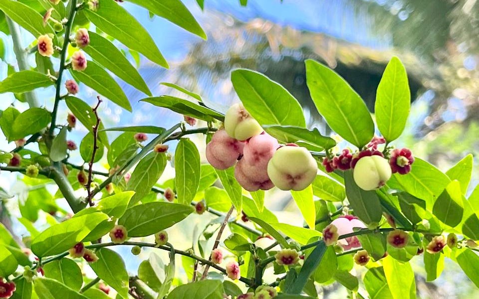 Loại rau nhiều sắt gấp 6 lần thịt bò, giúp bồi bổ sức khỏe: Mọc đầy góc vườn, còn được dùng làm thuốc- Ảnh 3.