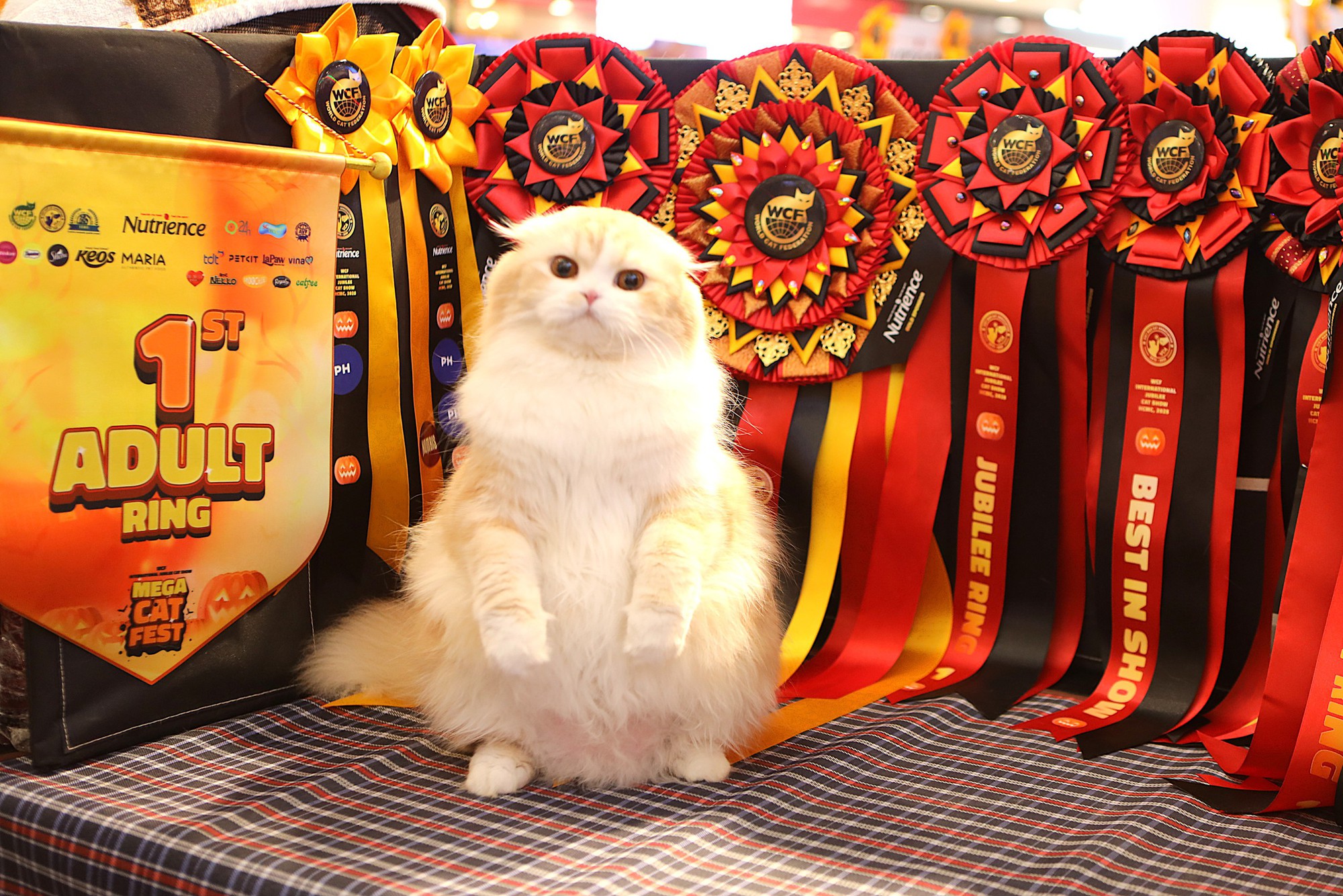 Lộ diện nhan sắc và thân thế của Hoa hậu mèo quốc tế Việt Nam 2025- Ảnh 1.