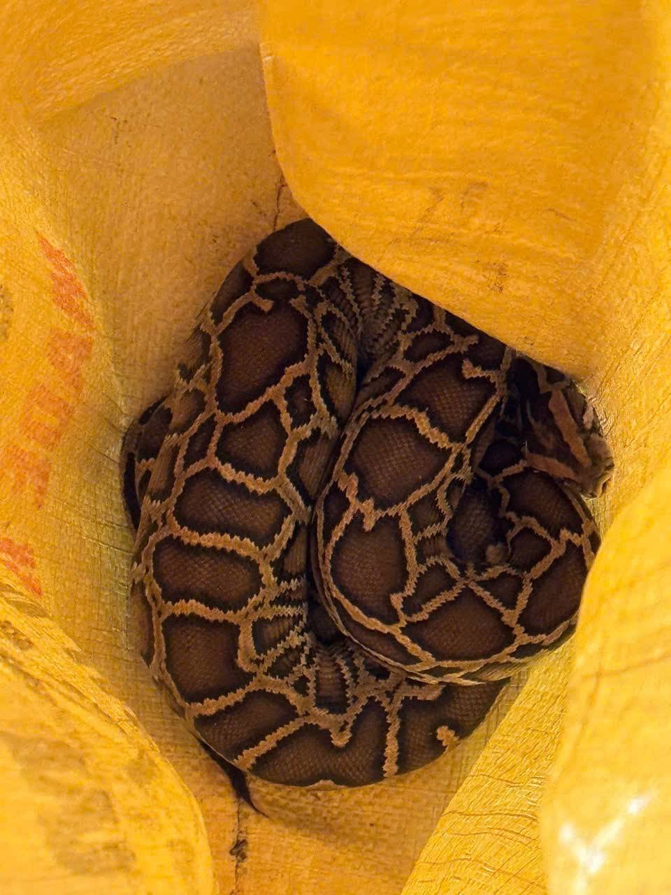 Nam thanh niên "đứng hình" khi bắt gặp con vật lạ bò qua đường- Ảnh 2.