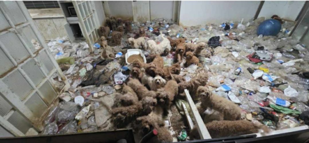 36 con poodle bị bỏ…
