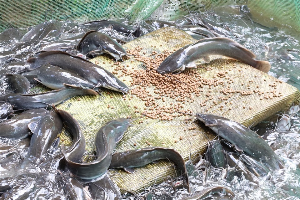 Trái mít rung chuyển không ngừng sau cơn mưa lớn: Sự thật bên dưới khiến ai cũng ngạc nhiên- Ảnh 1. Trái mít rung chuyển không ngừng sau cơn mưa lớn: Sự thật bên dưới khiến ai cũng ngạc nhiên- Ảnh 1.