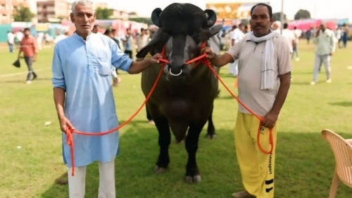 Con trâu màu đen giá 70 tỷ, anh nông dân vẫn "chưa ưng bán"- Ảnh 2.