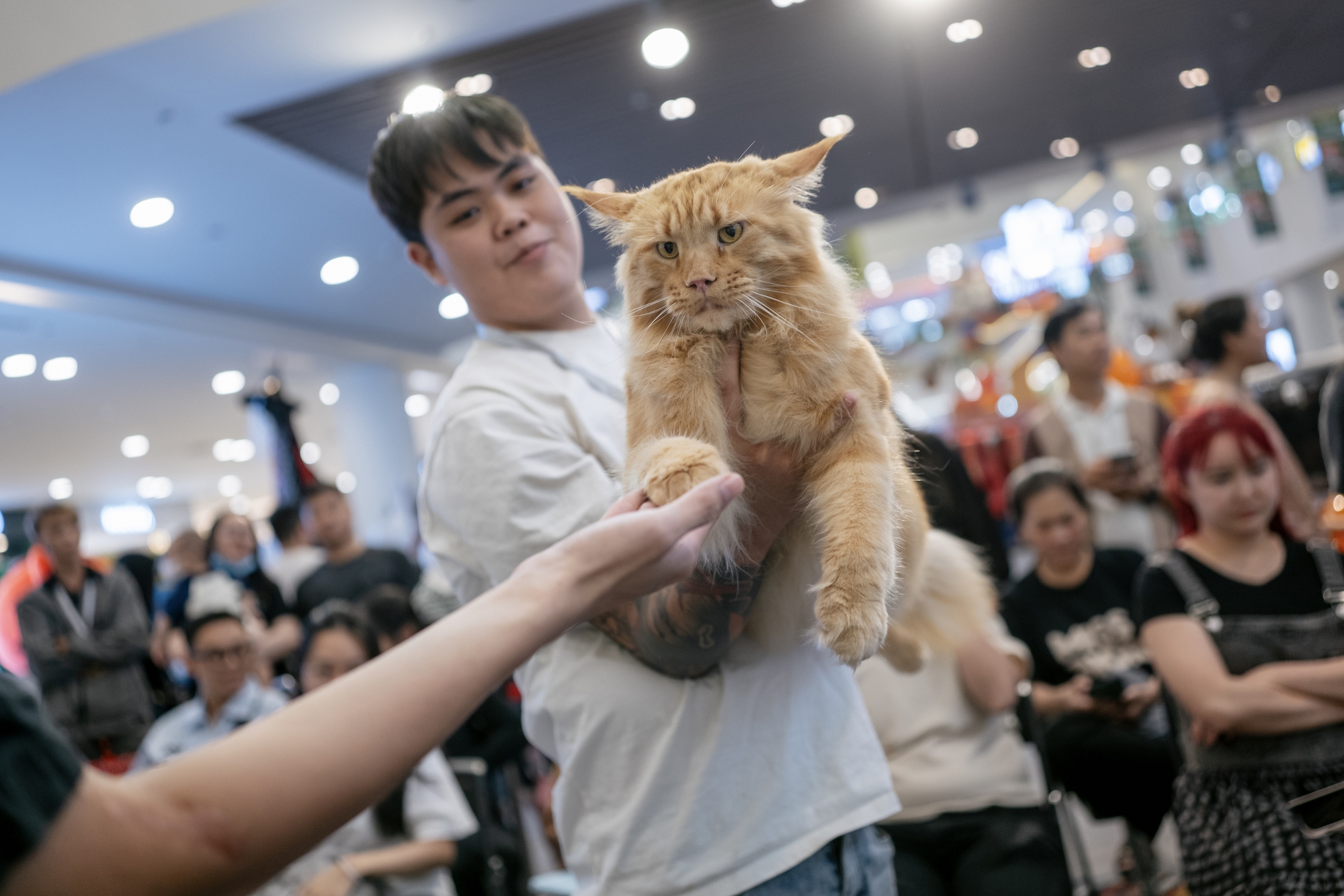 Lộ diện nhan sắc và thân thế của Hoa hậu mèo quốc tế Việt Nam 2025- Ảnh 13.