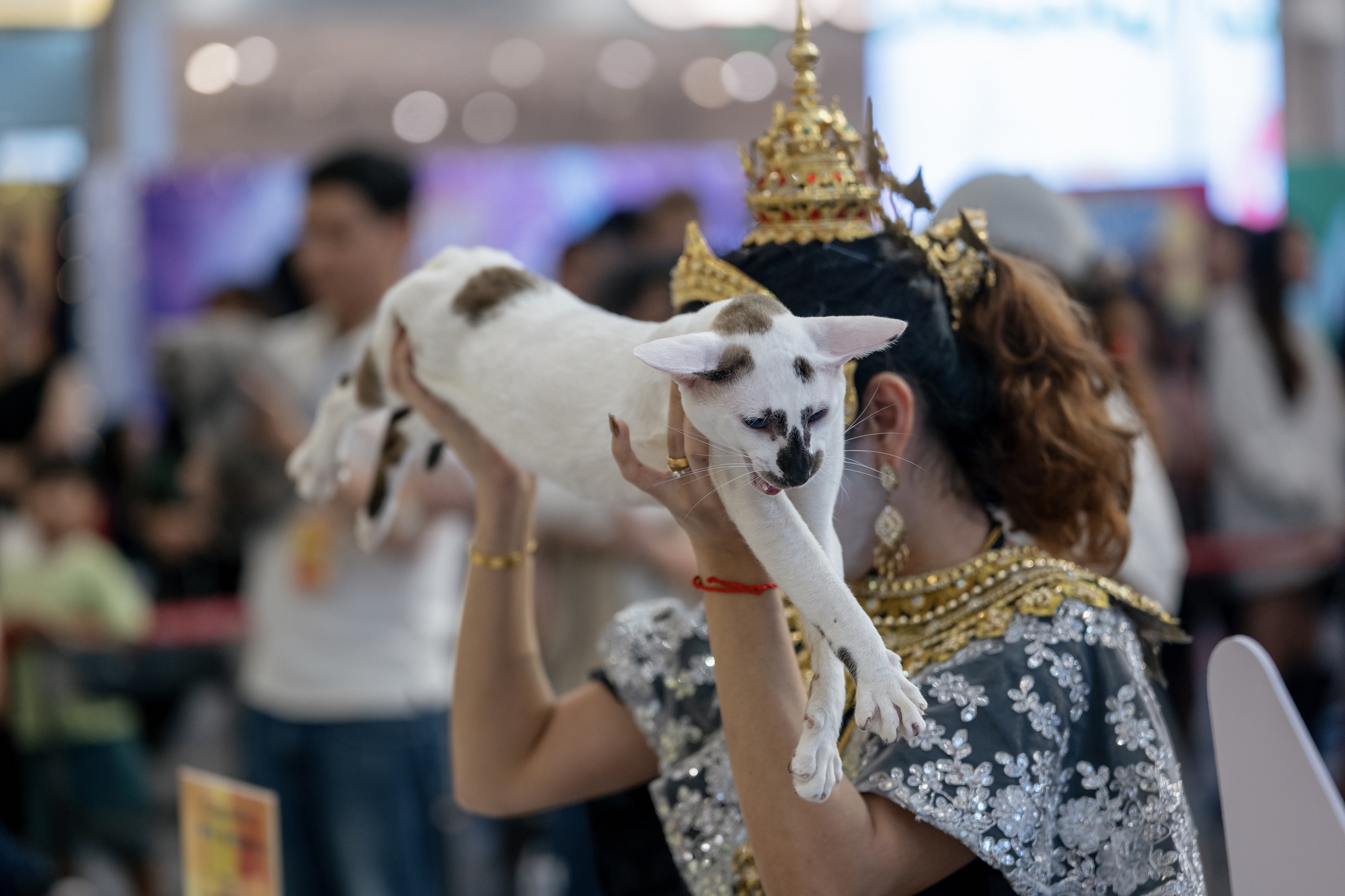 Lộ diện nhan sắc và thân thế của Hoa hậu mèo quốc tế Việt Nam 2025- Ảnh 3.