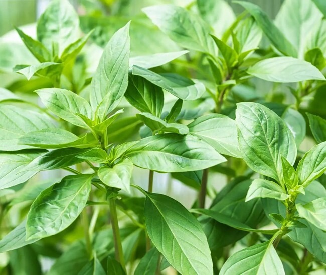 7 loại rau củ bảo quản trong tủ lạnh là SAI LẦM, tưởng tốt nhưng hại kinh khủng- Ảnh 1. 7 loại rau củ bảo quản trong tủ lạnh là SAI LẦM, tưởng tốt nhưng hại kinh khủng- Ảnh 1.