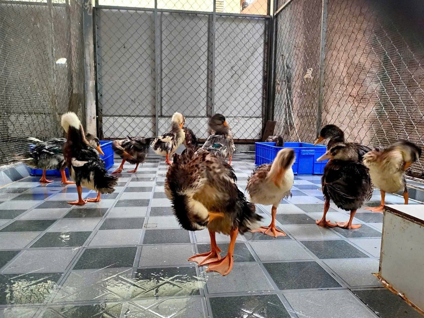 Độc lạ cuộc thi đặt tên cho đàn vịt trôi dạt vào resort 5 sao- Ảnh 2.