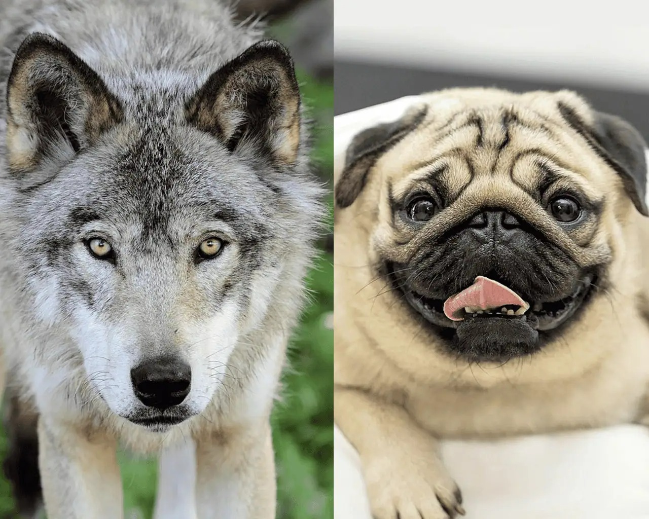 Sự thật ngỡ ngàng: Đến Chihuahua cũng mang dòng máu 