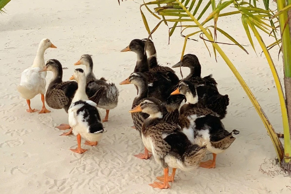 Độc lạ cuộc thi đặt tên cho đàn vịt trôi dạt vào resort 5 sao- Ảnh 1.