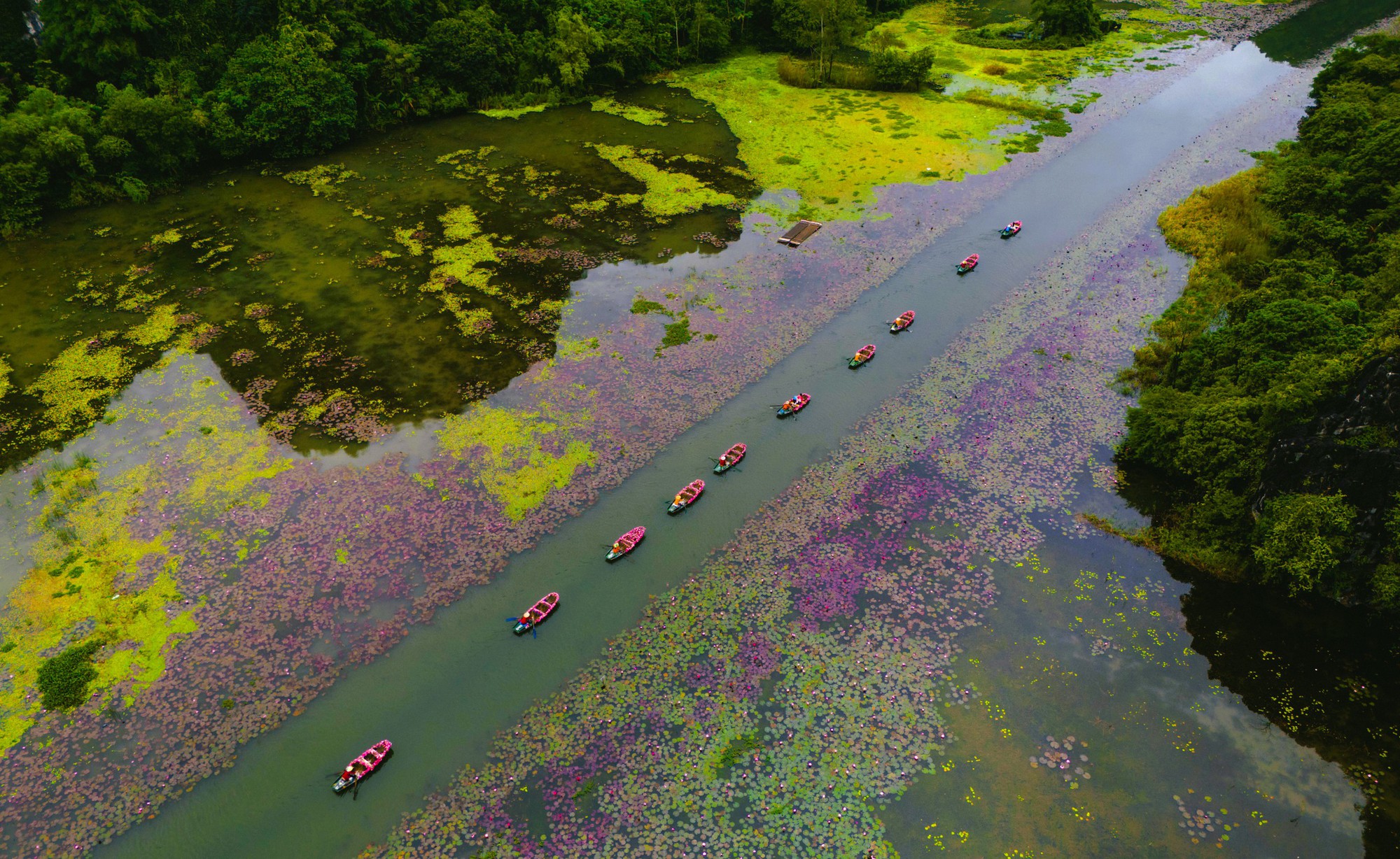 Tam Cốc ngọt lịm mùa hoa súng- Ảnh 1.