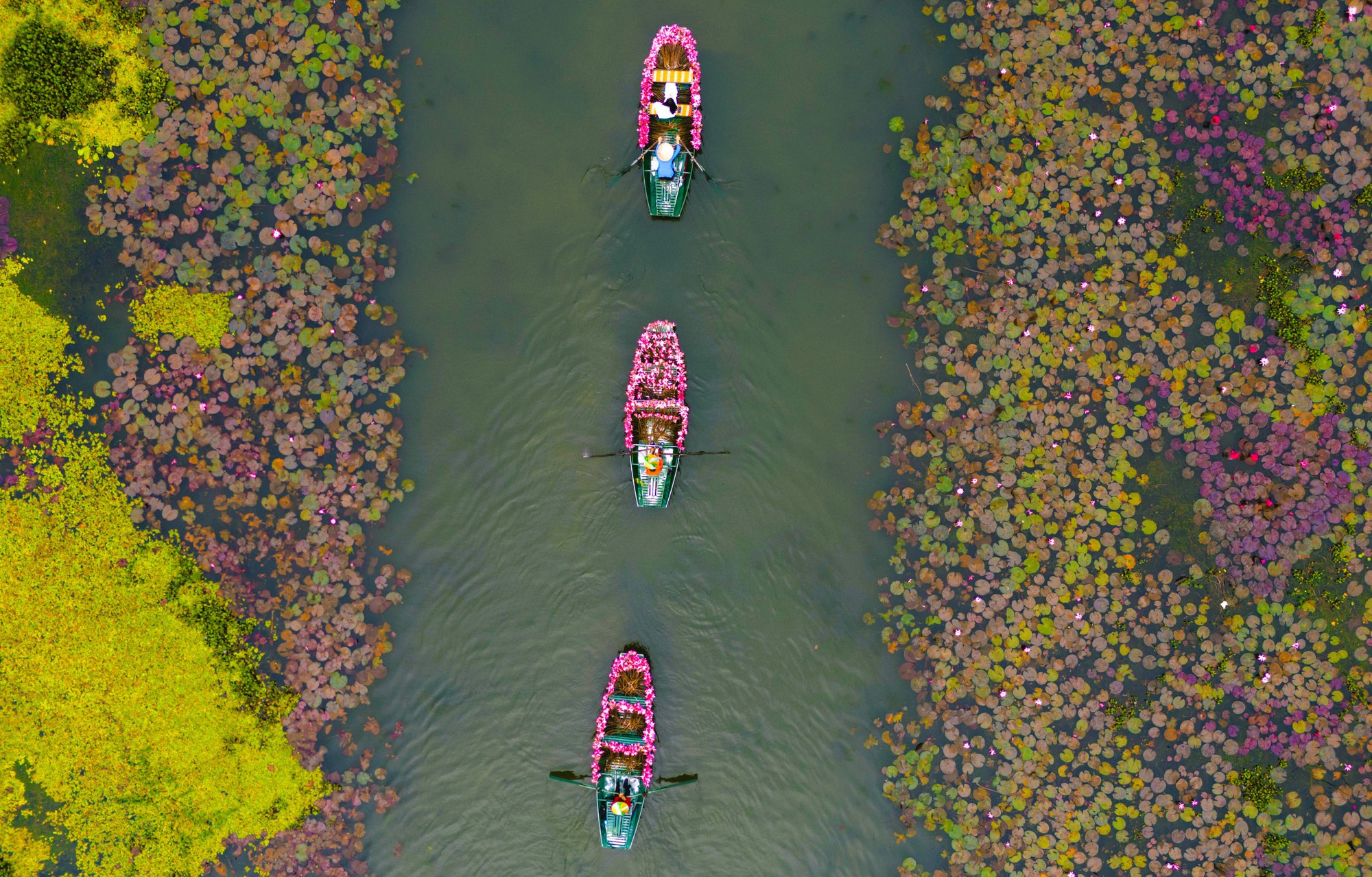 Tam Cốc ngọt lịm mùa hoa súng- Ảnh 5.