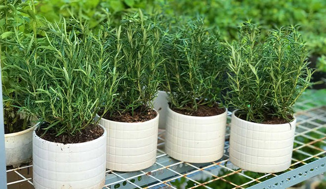 Người Trung Quốc thường trồng cây này trước cửa để ngăn rắn vào nhà: Người Việt thường mua chơi Tết- Ảnh 7.