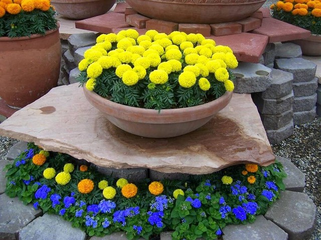 Người Trung Quốc thường trồng cây này trước cửa để ngăn rắn vào nhà: Người Việt thường mua chơi Tết- Ảnh 2.