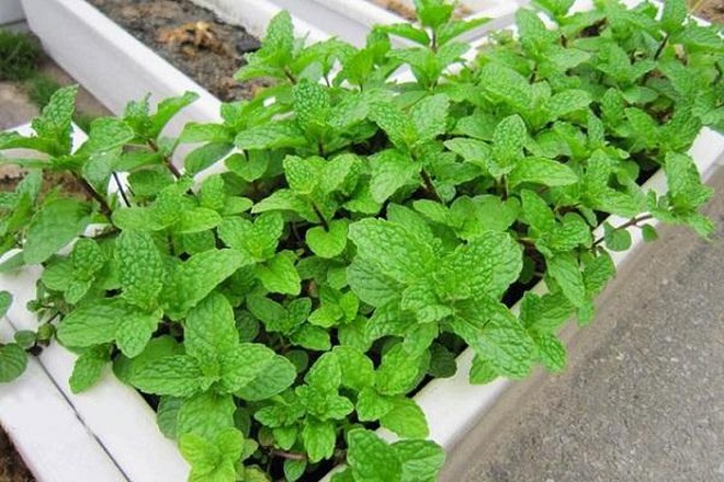 Người Trung Quốc thường trồng cây này trước cửa để ngăn rắn vào nhà: Người Việt thường mua chơi Tết- Ảnh 6.