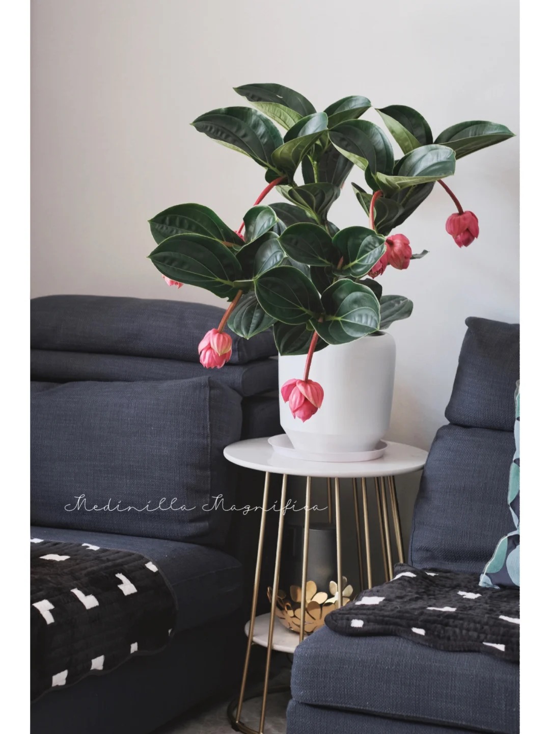 Giới chơi cây đang mê tít hoa bảo liên đăng: Loài hoa hồng rủ như đèn chùm, giúp phòng khách sang như resort- Ảnh 1.