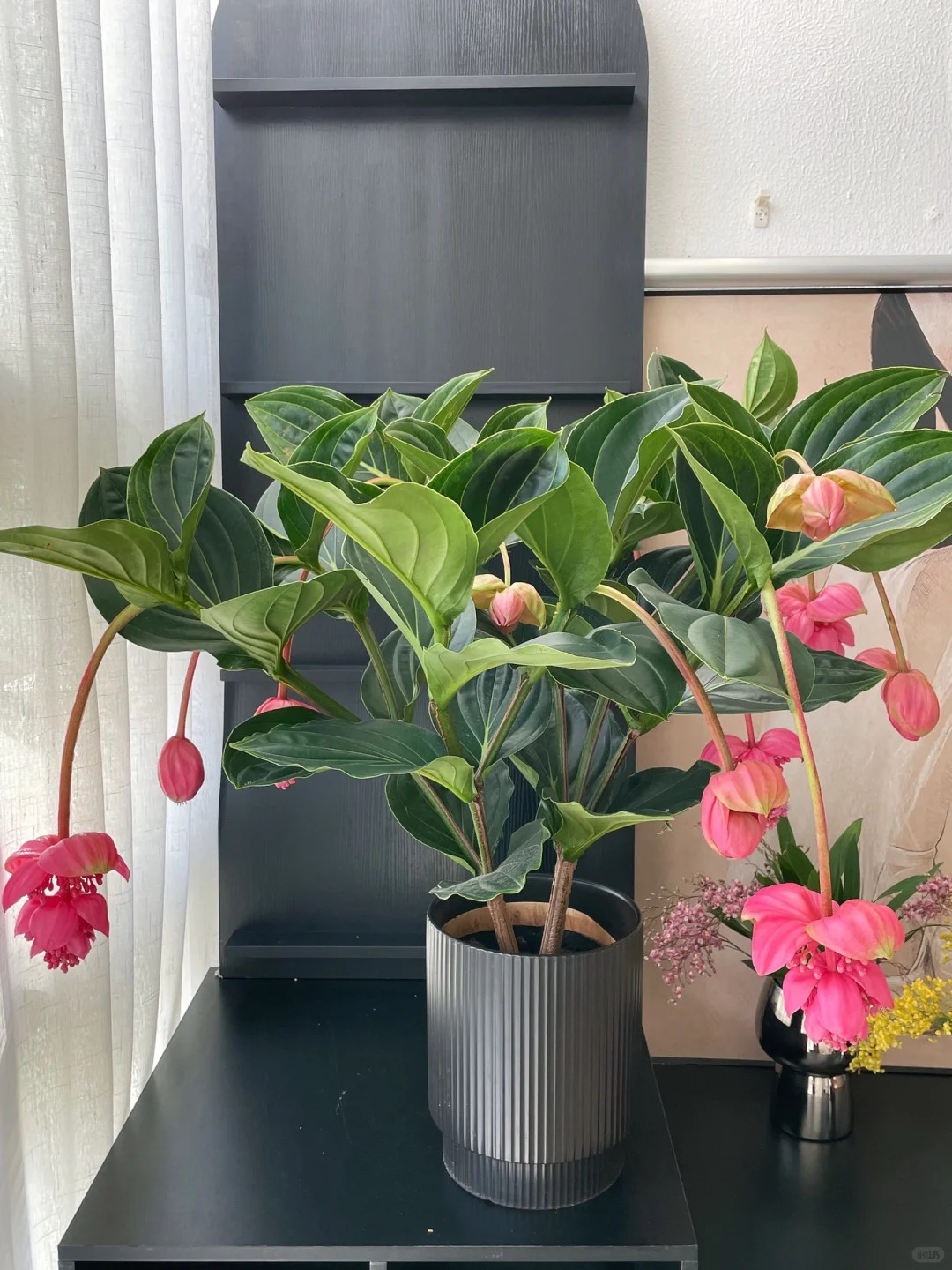 Giới chơi cây đang mê tít hoa bảo liên đăng: Loài hoa hồng rủ như đèn chùm, giúp phòng khách sang như resort- Ảnh 19.