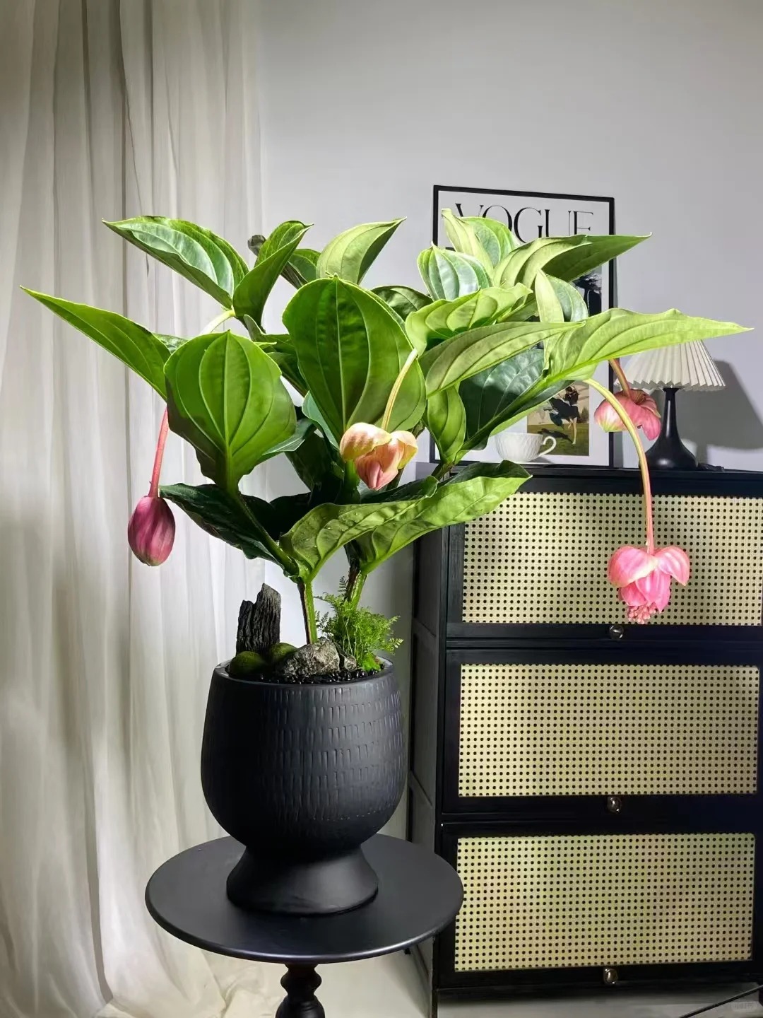 Giới chơi cây đang mê tít hoa bảo liên đăng: Loài hoa hồng rủ như đèn chùm, giúp phòng khách sang như resort- Ảnh 2.