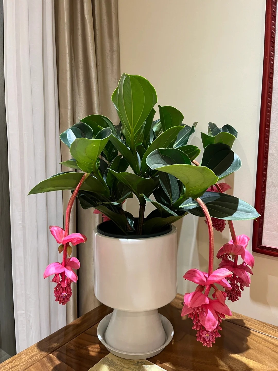 Giới chơi cây đang mê tít hoa bảo liên đăng: Loài hoa hồng rủ như đèn chùm, giúp phòng khách sang như resort- Ảnh 13.