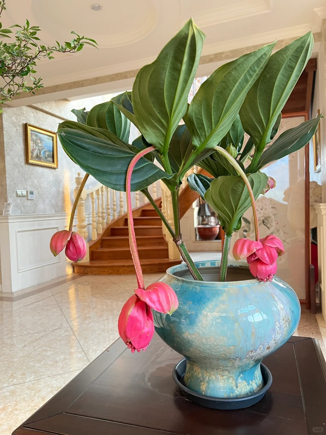 Giới chơi cây đang mê tít hoa bảo liên đăng: Loài hoa hồng rủ như đèn chùm, giúp phòng khách sang như resort- Ảnh 6.