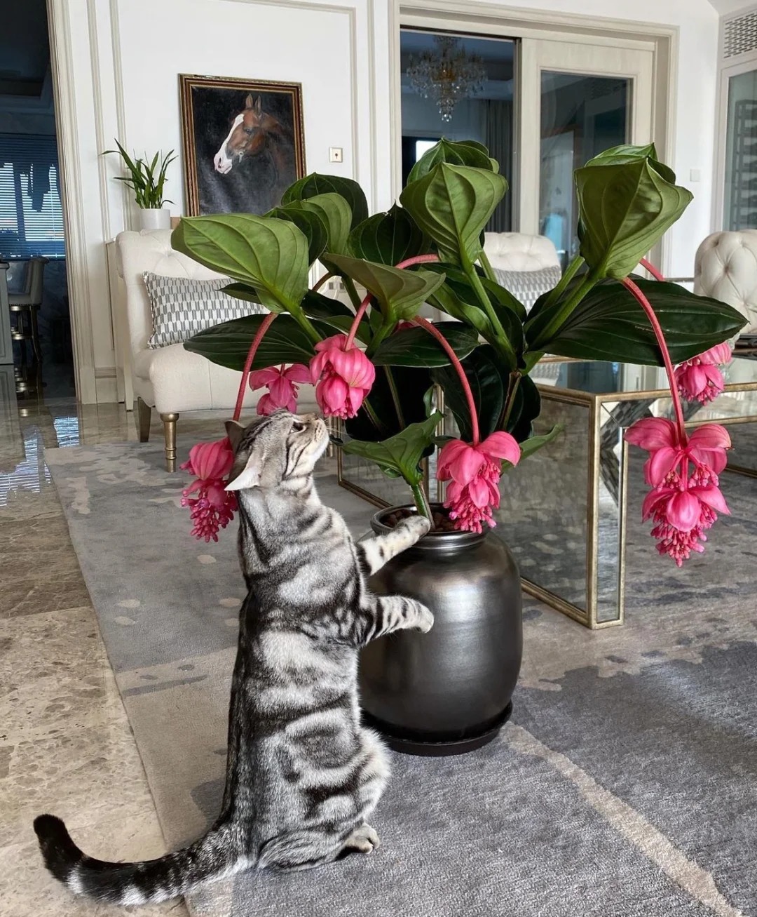 Giới chơi cây đang mê tít hoa bảo liên đăng: Loài hoa hồng rủ như đèn chùm, giúp phòng khách sang như resort- Ảnh 20.