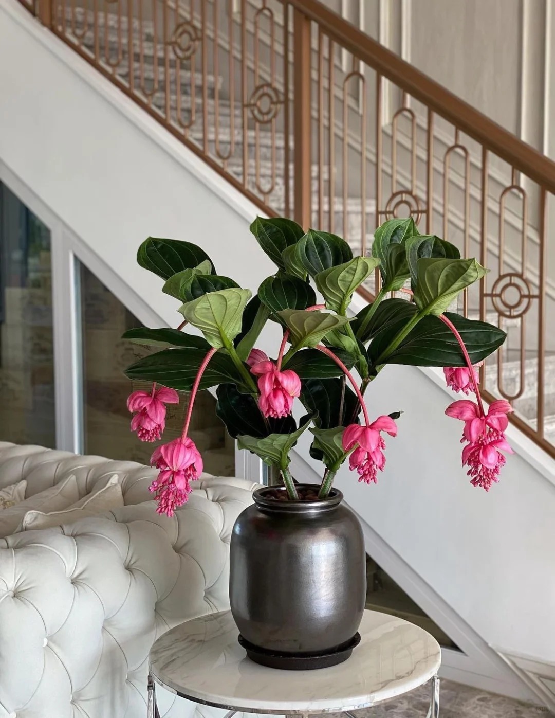 Giới chơi cây đang mê tít hoa bảo liên đăng: Loài hoa hồng rủ như đèn chùm, giúp phòng khách sang như resort- Ảnh 21.