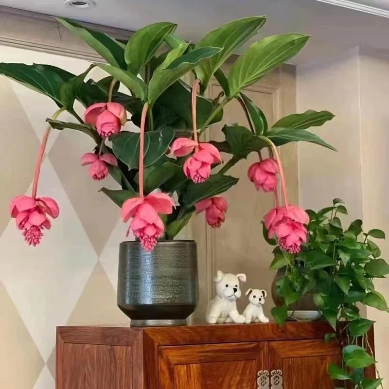 Giới chơi cây đang mê tít hoa bảo liên đăng: Loài hoa hồng rủ như đèn chùm, giúp phòng khách sang như resort- Ảnh 31.