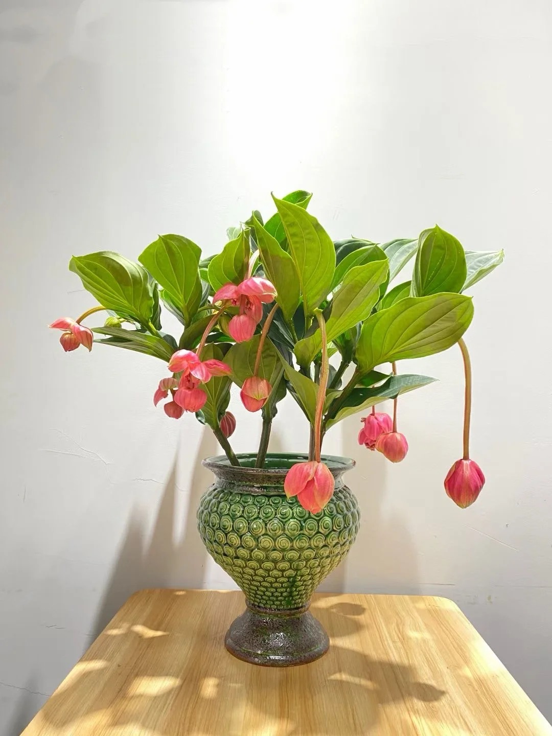 Giới chơi cây đang mê tít hoa bảo liên đăng: Loài hoa hồng rủ như đèn chùm, giúp phòng khách sang như resort- Ảnh 11.