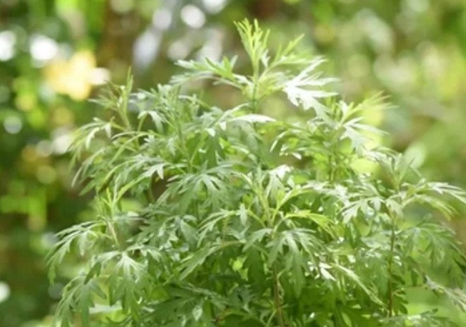 Người Trung Quốc thường trồng cây này trước cửa để ngăn rắn vào nhà: Người Việt thường mua chơi Tết- Ảnh 5.