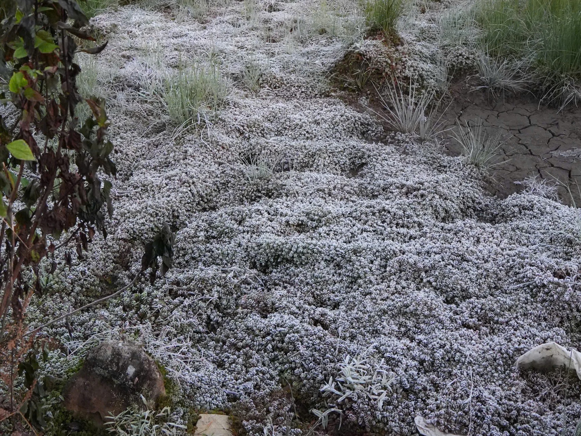 Lào Cai: Băng giá trắng xóa 'bao phủ' bản làng ở Y Tý- Ảnh 8.