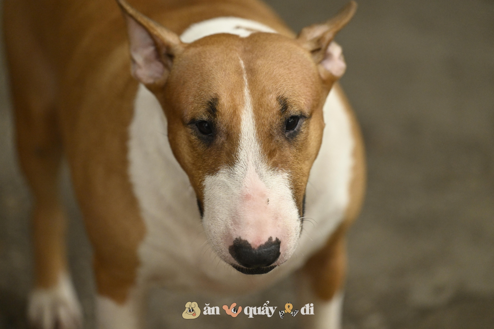 Khách xếp hàng từ sớm để gặp chú chó "nuôi được cả chủ" ở Hà Nội- Ảnh 4. Khách xếp hàng từ sớm để gặp chú chó "nuôi được cả chủ" ở Hà Nội- Ảnh 4.