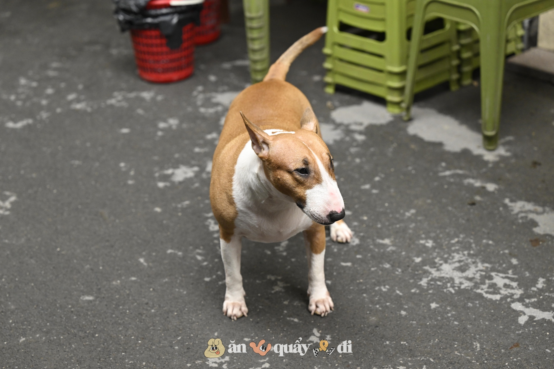 Khách xếp hàng từ sớm để gặp chú chó "nuôi được cả chủ" ở Hà Nội- Ảnh 2. Khách xếp hàng từ sớm để gặp chú chó "nuôi được cả chủ" ở Hà Nội- Ảnh 2.