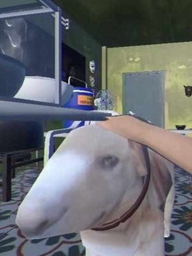 Thông báo khẩn từ chủ quán nướng Hà Nội có chú chó giống hệt “cậu Vàng” trong game Phở Anh Hai- Ảnh 1. Thông báo khẩn từ chủ quán nướng Hà Nội có chú chó giống hệt “cậu Vàng” trong game Phở Anh Hai- Ảnh 1.