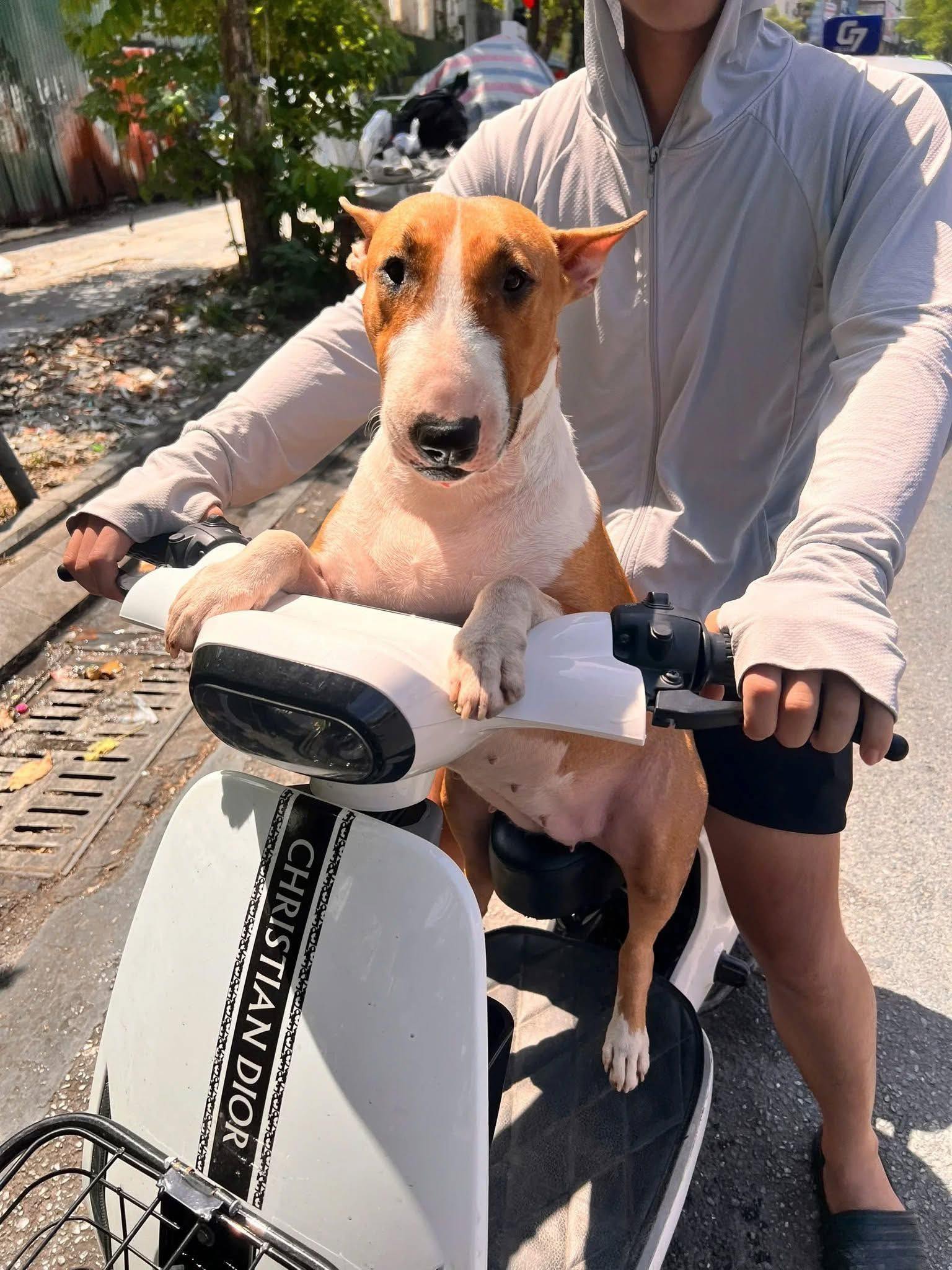 Thông báo khẩn từ chủ quán nướng Hà Nội có chú chó giống hệt “cậu Vàng” trong game Phở Anh Hai- Ảnh 4. Thông báo khẩn từ chủ quán nướng Hà Nội có chú chó giống hệt “cậu Vàng” trong game Phở Anh Hai- Ảnh 4.