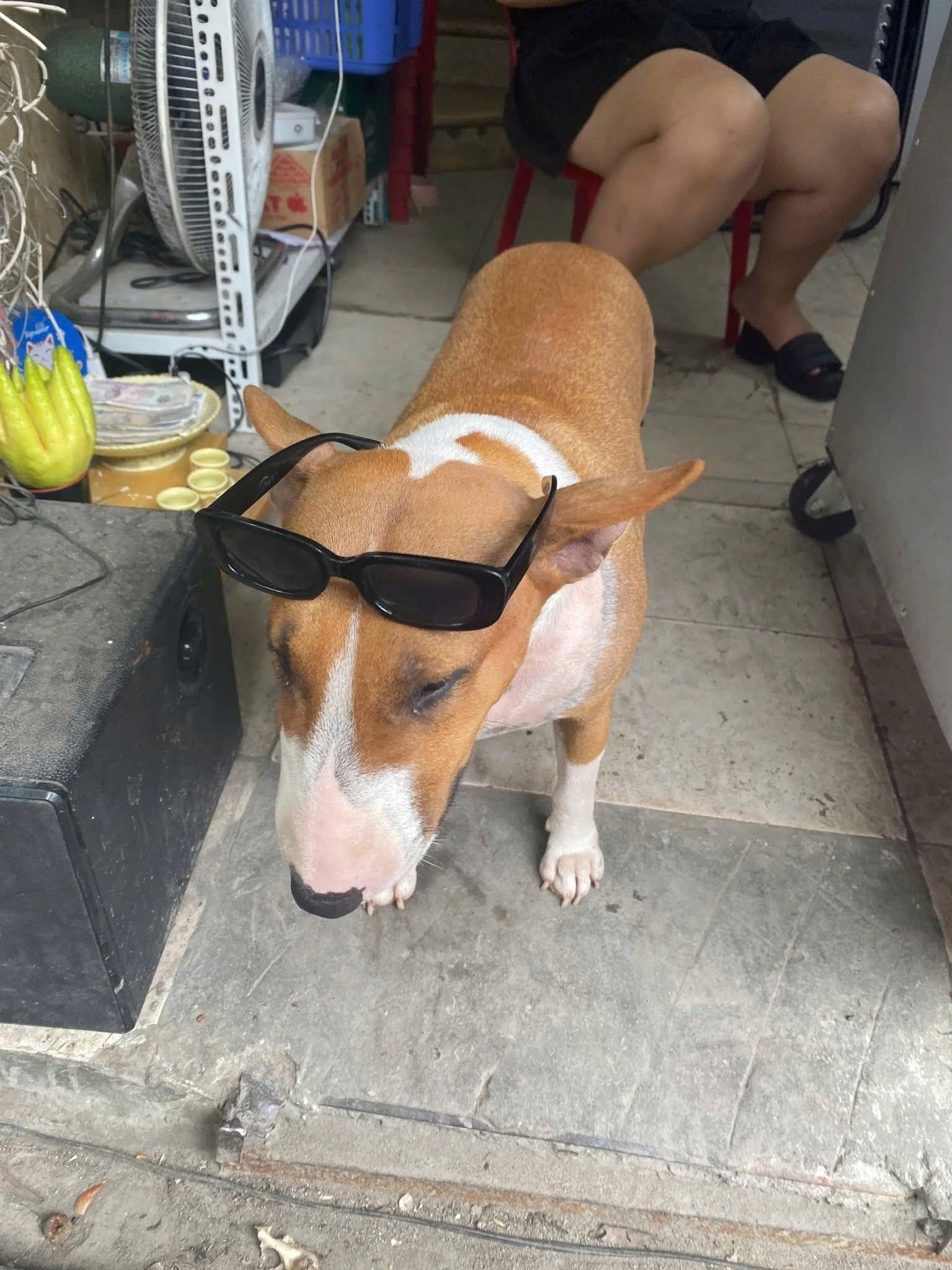 Thông báo khẩn từ chủ quán nướng Hà Nội có chú chó giống hệt “cậu Vàng” trong game Phở Anh Hai- Ảnh 3. Thông báo khẩn từ chủ quán nướng Hà Nội có chú chó giống hệt “cậu Vàng” trong game Phở Anh Hai- Ảnh 3.