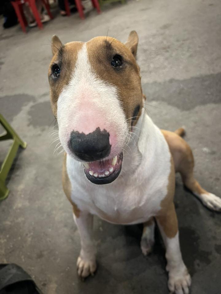 Thông báo khẩn từ chủ quán nướng Hà Nội có chú chó giống hệt “cậu Vàng” trong game Phở Anh Hai- Ảnh 2. Thông báo khẩn từ chủ quán nướng Hà Nội có chú chó giống hệt “cậu Vàng” trong game Phở Anh Hai- Ảnh 2.