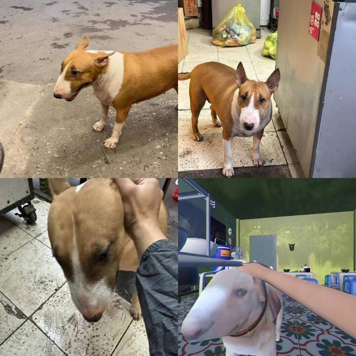 Giống hệt cậu Vàng trong "Tiệm phở anh Hai", chú chó nổi tiếng cõi mạng- Ảnh 2.