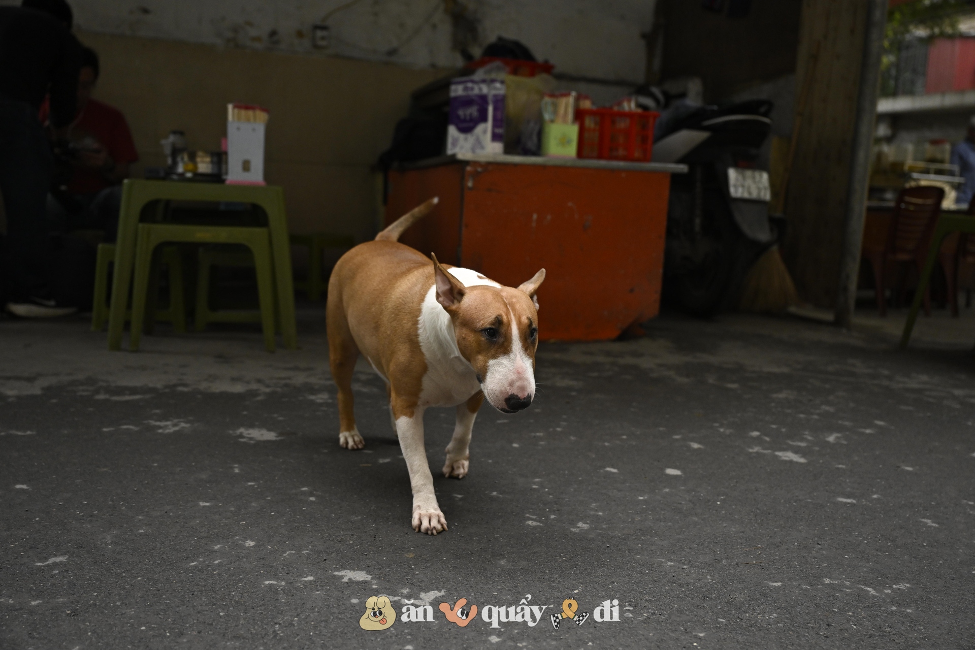 Khách xếp hàng từ sớm để gặp chú chó "nuôi được cả chủ" ở Hà Nội- Ảnh 3. Khách xếp hàng từ sớm để gặp chú chó "nuôi được cả chủ" ở Hà Nội- Ảnh 3.