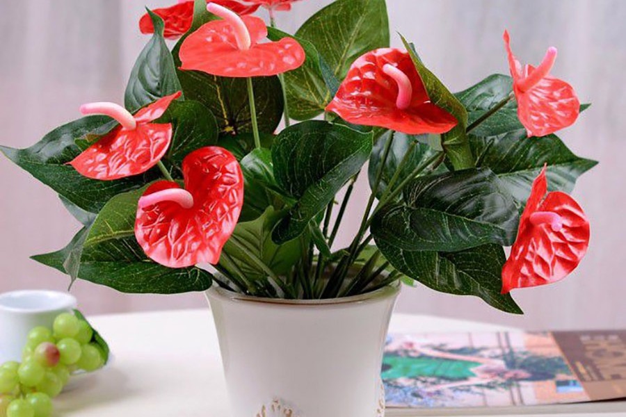 Loài cây giúp gia chủ 