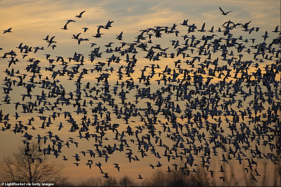 Hàng triệu con chim có hành vi lạ trên bầu trời, nhà khoa học cảnh báo: Dấu hiệu chẳng lành cho nhân loại- Ảnh 1. Hàng triệu con chim có hành vi lạ trên bầu trời, nhà khoa học cảnh báo: Dấu hiệu chẳng lành cho nhân loại- Ảnh 1.