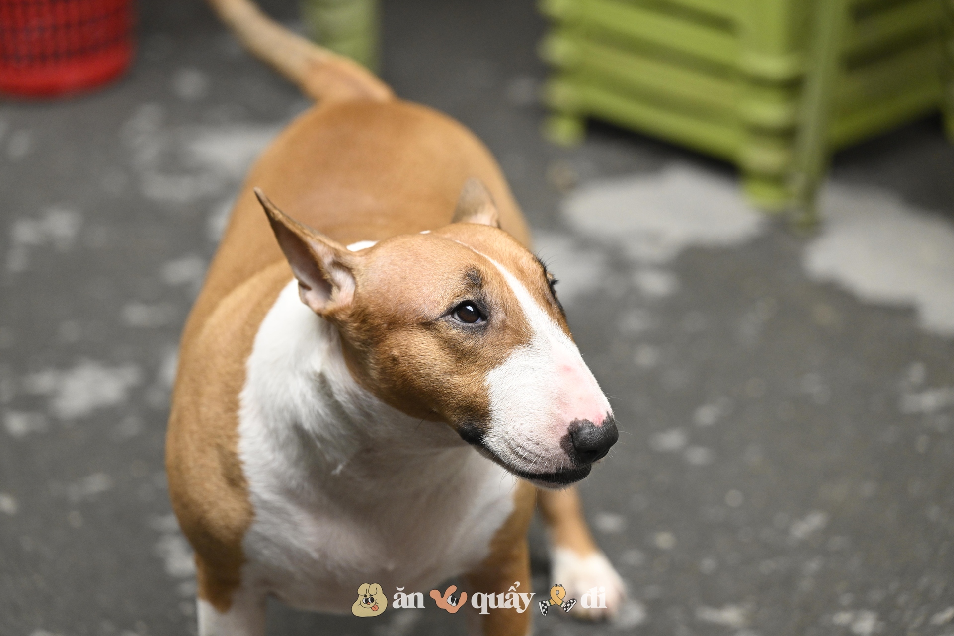 Cận cảnh chú chó “thần tài” nổi tiếng nhất Hà Nội hiện nay: Tiếp khách mệt nghỉ, giúp quán tăng doanh thu cao ngất- Ảnh 3. Cận cảnh chú chó “thần tài” nổi tiếng nhất Hà Nội hiện nay: Tiếp khách mệt nghỉ, giúp quán tăng doanh thu cao ngất- Ảnh 3.