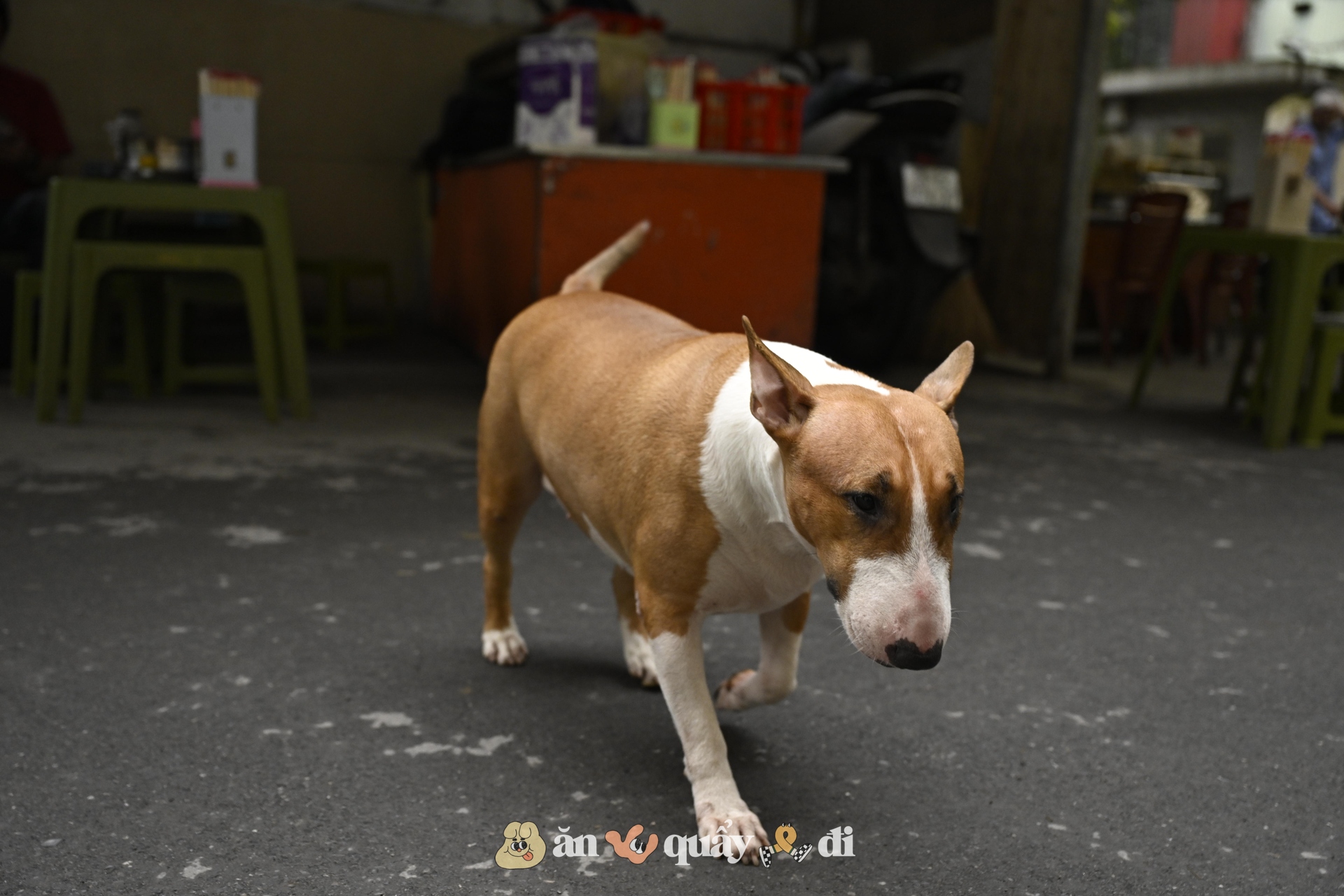 Cận cảnh chú chó “thần tài” nổi tiếng nhất Hà Nội hiện nay: Tiếp khách mệt nghỉ, giúp quán tăng doanh thu cao ngất- Ảnh 4. Cận cảnh chú chó “thần tài” nổi tiếng nhất Hà Nội hiện nay: Tiếp khách mệt nghỉ, giúp quán tăng doanh thu cao ngất- Ảnh 4.