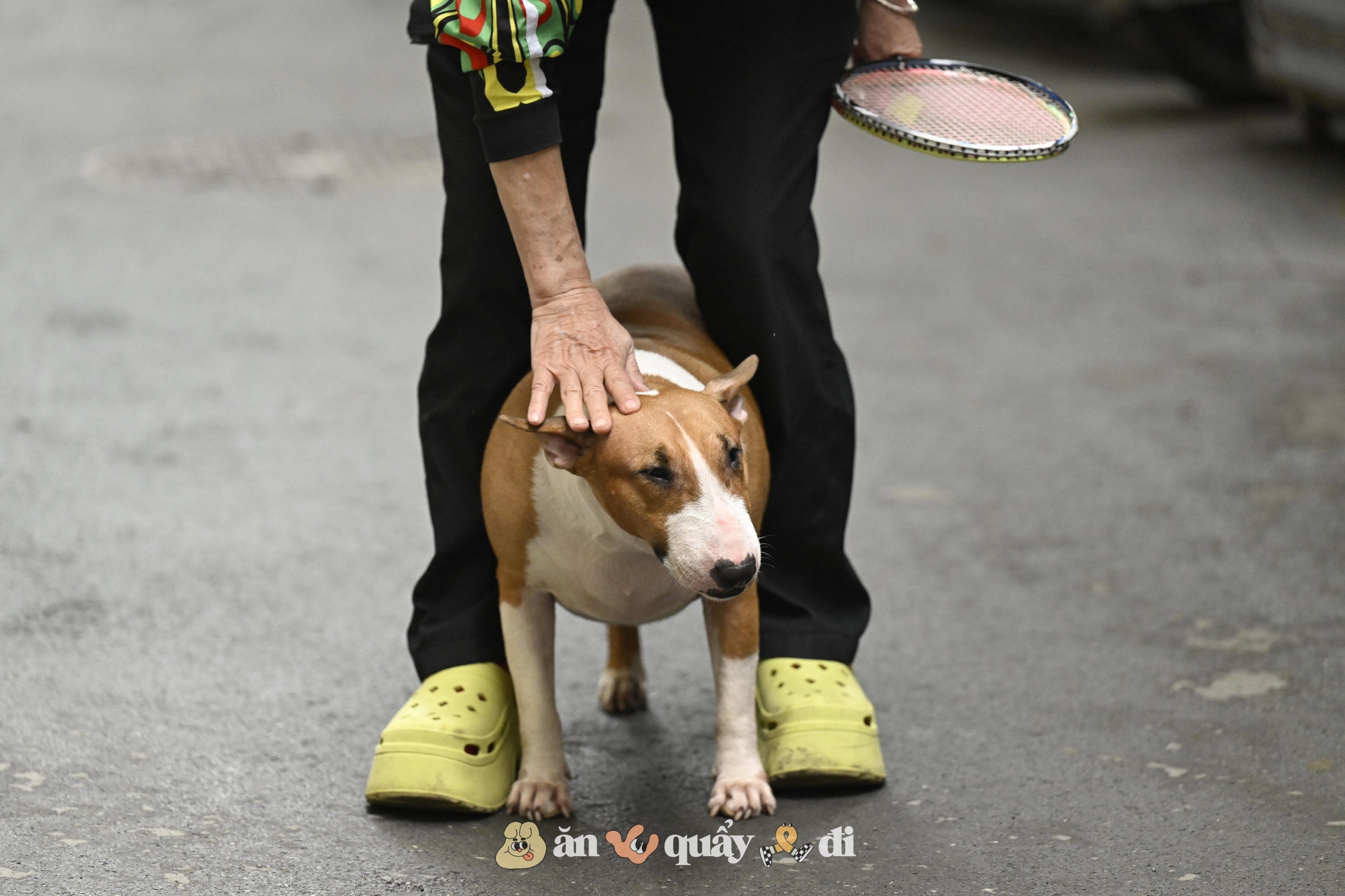 Cận cảnh chú chó “thần tài” nổi tiếng nhất Hà Nội hiện nay: Tiếp khách mệt nghỉ, giúp quán tăng doanh thu cao ngất- Ảnh 7. Cận cảnh chú chó “thần tài” nổi tiếng nhất Hà Nội hiện nay: Tiếp khách mệt nghỉ, giúp quán tăng doanh thu cao ngất- Ảnh 7.