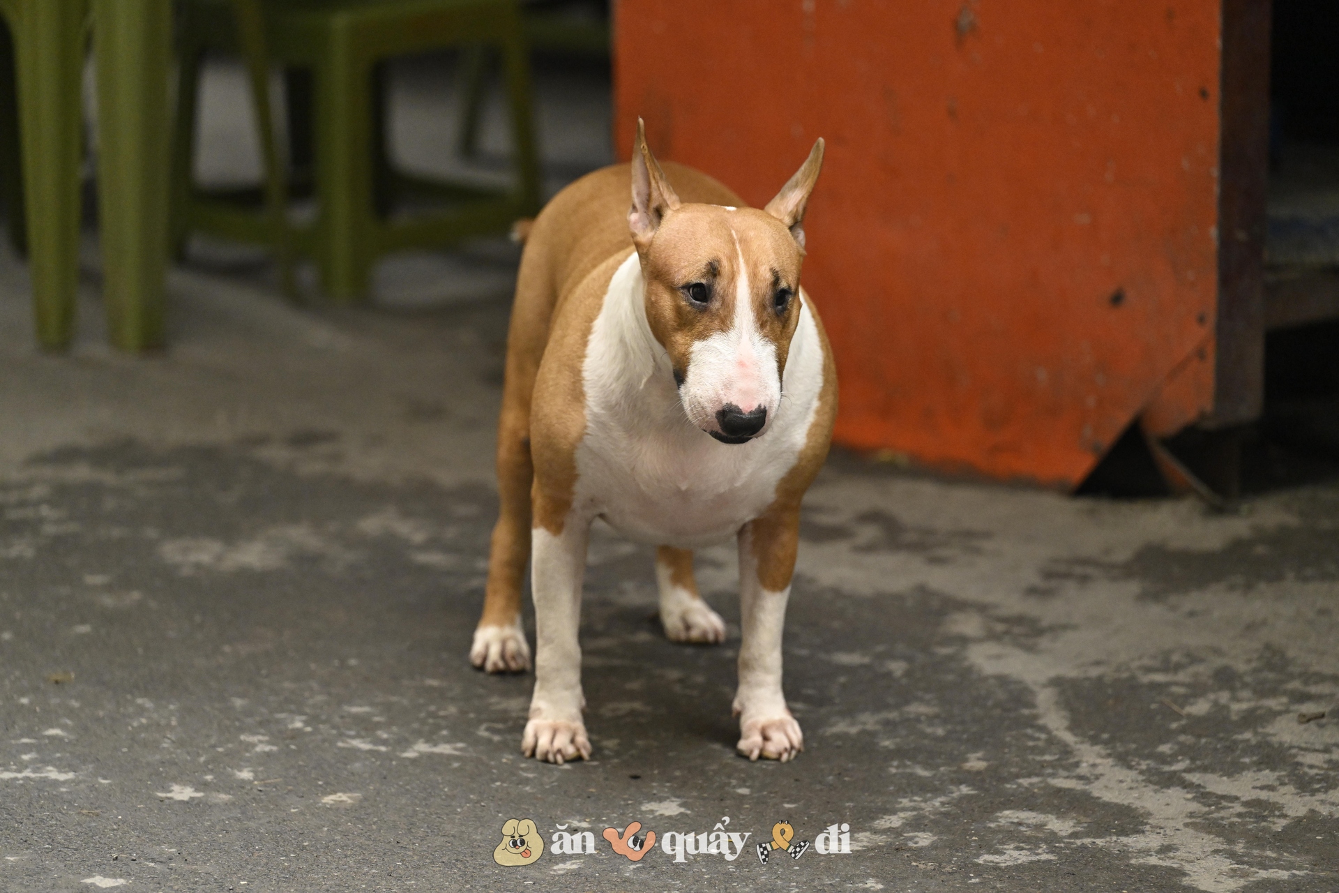 Cận cảnh chú chó “thần tài” nổi tiếng nhất Hà Nội hiện nay: Tiếp khách mệt nghỉ, giúp quán tăng doanh thu cao ngất- Ảnh 2. Cận cảnh chú chó “thần tài” nổi tiếng nhất Hà Nội hiện nay: Tiếp khách mệt nghỉ, giúp quán tăng doanh thu cao ngất- Ảnh 2.